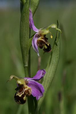 Ophrys apifera - Bee-orchid