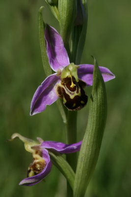 Ophrys apifera - Bee-orchid