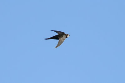 Common Swift - Apus apus