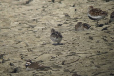 Broad-billed Sandpiper - Limicola falcinellus