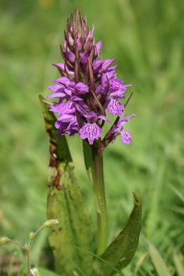 Dactylorhiza [majalis] praetermissa var. junialis - Southern Marsh-orchid