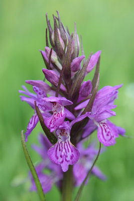 Dactylorhiza [majalis] praetermissa var. junialis - Southern Marsh-orchid