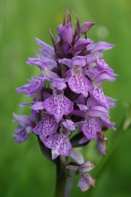 Dactylorhiza [majalis] praetermissa var. junialis - Southern Marsh-orchid