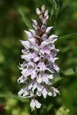 Dactylorhiza fuchsii - Common Spotted Orchid