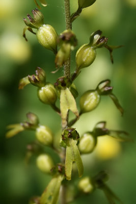 Neottia ovata - Common Twayblade