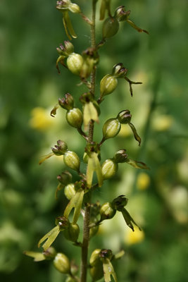 Neottia ovata - Common Twayblade