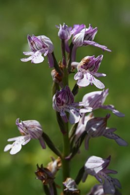 Orchis militaris - Military Orchid