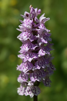 Dactylorhiza fuchsii - Common Spotted Orchid