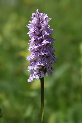 Dactylorhiza [maculata] fuchsii - Common Spotted Orchid