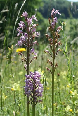 Orchis militaris - Military Orchid