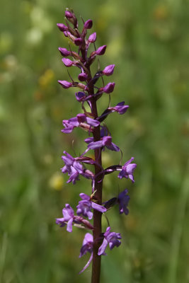 Gymnadenia conopsea - Fragrant Orchid