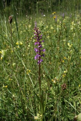 Gymnadenia conopsea - Fragrant Orchid