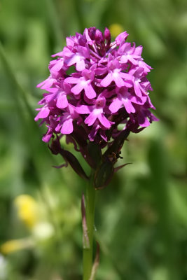 Anacamptis pyramidalis - Pyramidal Orchid