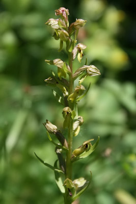 Coeloglossum viride - Frog Orchid