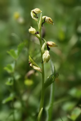 Coeloglossum viride - Frog Orchid
