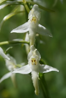 Platanthera bifolia - Lesser Butterfly Orchid