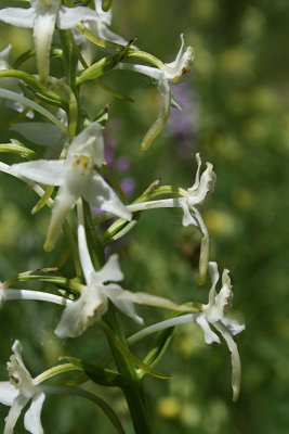 Platanthera bifolia - Lesser Butterfly Orchid