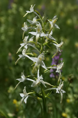 Platanthera bifolia - Lesser Butterfly Orchid