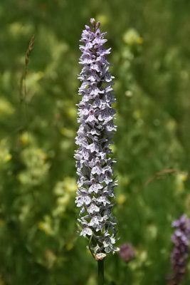 Dactylorhiza [maculata] fuchsii - Common Spotted Orchid