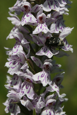 Dactylorhiza [maculata] fuchsii - Common Spotted Orchid