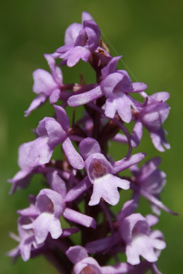 Gymnadenia conopsea - Fragrant Orchid