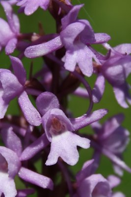 Gymnadenia conopsea - Fragrant Orchid