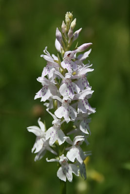 Dactylorhiza [maculata] fuchsii - Common Spotted Orchid