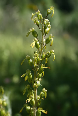 Neottia ovata - Common Twayblade