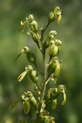 Neottia ovata - Common Twayblade