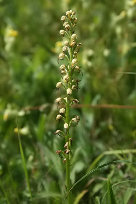 Coeloglossum viride - Frog Orchid