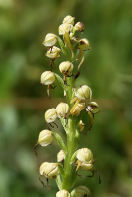 Coeloglossum viride - Frog Orchid