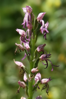 Orchis militaris x simia - Military Orchid x Monkey Orchid