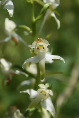 Platanthera chlorantha - Greater Butterfly-orchid