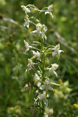 Platanthera chlorantha - Greater Butterfly-orchid