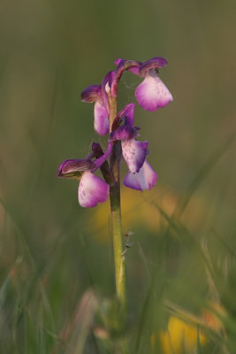 Orchis morio - Green-winged Orchid
