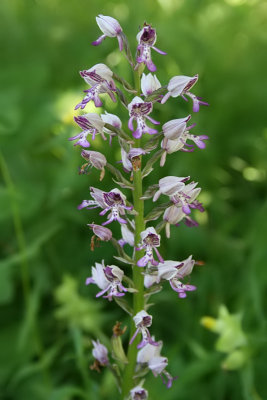 Orchis militaris - Military Orchid