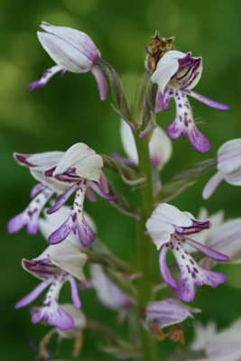 Orchis militaris - Military Orchid