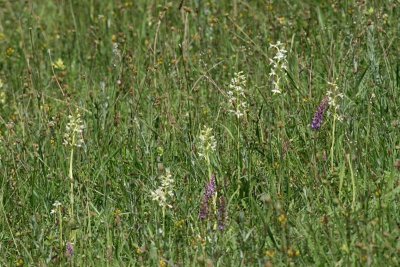 Platanthera bifolia / chlorantha - Lesser / Greater Butterfly Orchid