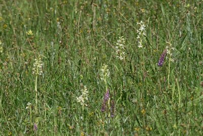 Platanthera bifolia / chlorantha - Lesser / Greater Butterfly Orchid