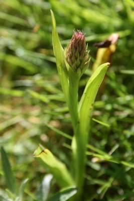 Anacamptis pyramidalis - Pyramidal Orchid