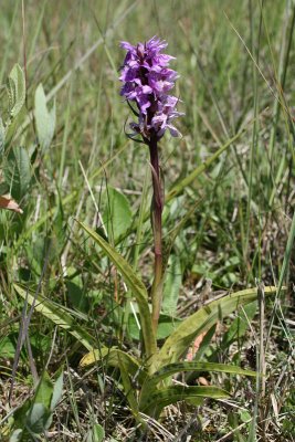 Dactylorhiza [majalis] praetermissa var. junialis - Southern Marsh-orchid