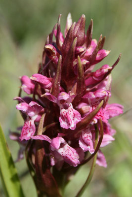 Dactylorhiza incarnata resembling subsp. coccinea - Early Marsh-orchid