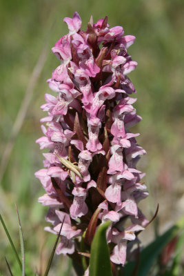 Dactylorhiza incarnata  - Early Marsh-orchid