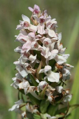 Dactylorhiza incarnata  - Early Marsh-orchid