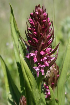 Dactylorhiza incarnata resembling subsp. coccinea - Early Marsh-orchid