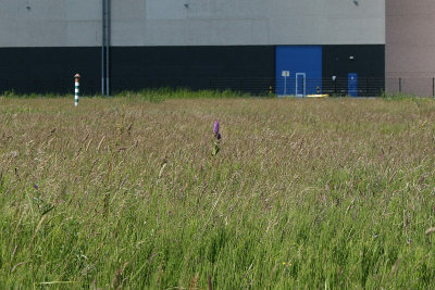 Dactylorhiza [majalis] praetermissa var. junialis - Southern Marsh-orchid