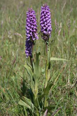 Dactylorhiza [majalis] praetermissa var. junialis - Southern Marsh-orchid