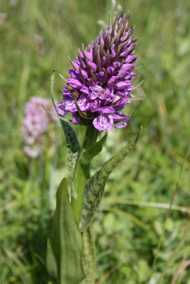 Dactylorhiza [majalis] praetermissa var. junialis  - Southern Marsh-orchid