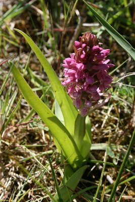 Dactylorhiza incarnata resembling subsp. coccinea - Early Marsh-orchid