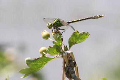 Green Snaketail - Ophiogomphus cecilia